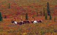 Alaska Denali National Park USA